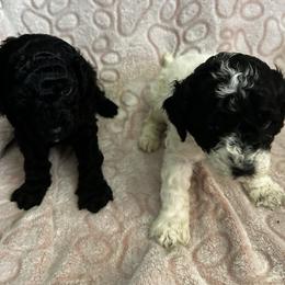 Zenobia - Parti female Poodle puppy in Berkeley, California from Poodle Parade