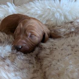 Sol - Red  male Goldendoodle puppy in Apache Junction, Arizona from Loving Doodle