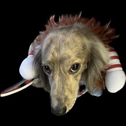 Dachshund Puppies from LovelylilDoxies