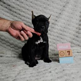 Hot pink collar - Black female Cane Corso puppy in Fritch, Texas from Carrie Brown's Cane Corsos
