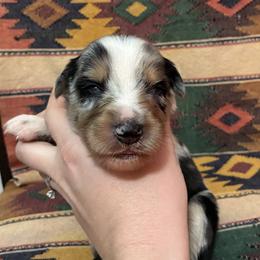 Clover - Blue merle female Australian Shepherd puppy in Bennington, Oklahoma from Hang tight Aussie co