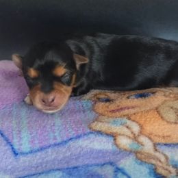 Girl 3 - Parti female Yorkshire Terrier puppy in White Pigeon, Michigan from Kathys Yorkie and Shih-tzu Cuties