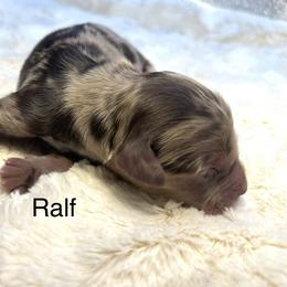 Ralf - Merle male Goldendoodle puppy in New Ringgold, Pennsylvania from Hawk Mountain Doodles