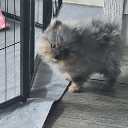 Pomeranian puppies from Nomi's Precious Poms