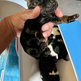 Hailey - Black white and tan female Cocker Spaniel puppy in Renton, Washington from Cam’s Cockers