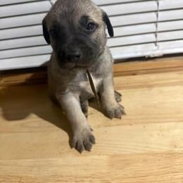 Brown - Yellow male Black Mouth Cur puppy in Warsaw, Missouri from Heritage Cow Dogs