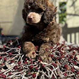 Poodle Puppies from Earthstone Poodle