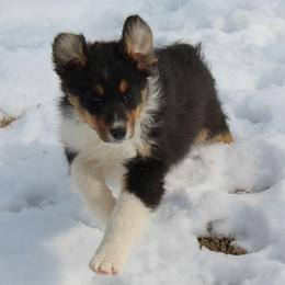Nolan - Black tri-color male Australian Shepherd puppy in Kansas, Oklahoma from Windy G Farm