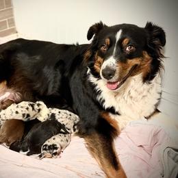 Australian Shepherd puppies from Crab Point Australian Shepherds