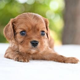 Tango - Ruby male Cavalier King Charles Spaniel puppy in Lawton, Oklahoma from Lindsey’s Cavies
