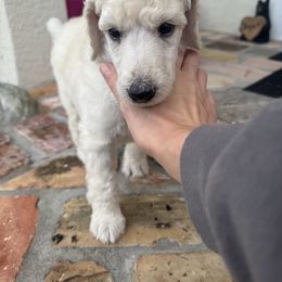 Orange collar “Rad” - Poodle puppy from Desert in the South Standard Poodles