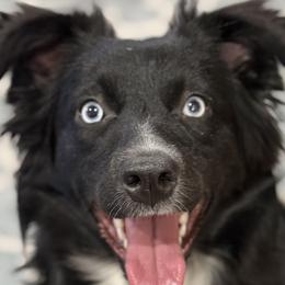 Miniature Australian Shepherds from Wiggle Bum Ranch