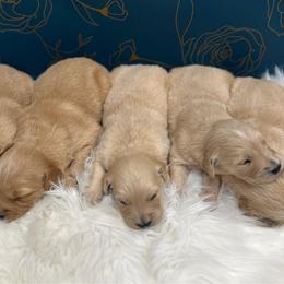 Honeydew - Golden male Golden Retriever puppy in Oak Hill, Florida from Swingin T Ranch LLC