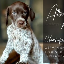 Airedale Terrier and German Shorthaired Pointer Puppies from Aim High Airedales & German Shorthaired Pointers