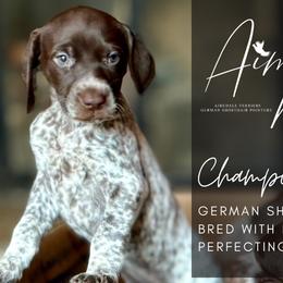 Airedale Terrier and German Shorthaired Pointer Puppies from Aim High Airedales & German Shorthaired Pointers