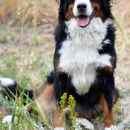 Daisy - Bernese Mountain Dog