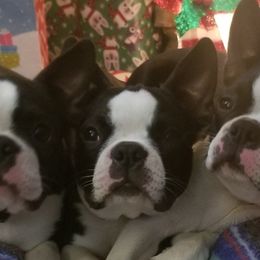 Becky - Boston Terrier