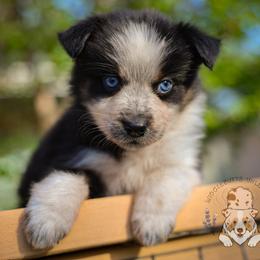Ducky - Black tri-color female Australian Shepherd puppy in Buena Vista, Colorado from Wigglebutts Unlimited