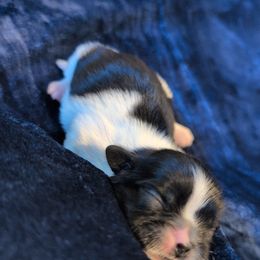 Shih Tzu Puppies from Gig Harbor Shih Tzu's