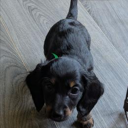 Elsa - Black and tan female Dachshund puppy in Hollow Rock, Tennessee from Cedarhills