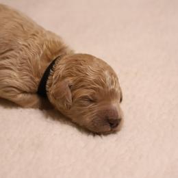 Pearl - Apricot female Goldendoodle puppy in Macclenny, Florida from Baker County Goldendoodles