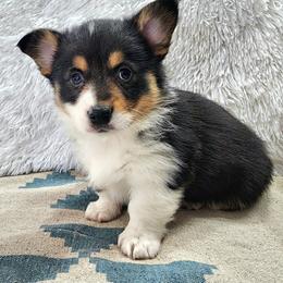 RM Male 1 - Black and tan male Pembroke Welsh Corgi puppy in Duluth, Minnesota from Up North Corgis