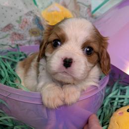 Rosie - Blenheim female Cavalier King Charles Spaniel puppy in Stilwell, Oklahoma from Love Bug Cavaliers