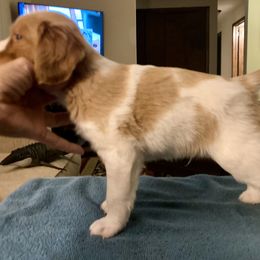 M1 - White and orange male Brittany puppy in Alburtis, Pennsylvania from Triumphant Kennels
