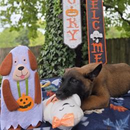 Oakley - Mahogany male Belgian Malinois puppy in Conover, North Carolina from Rose Kennels