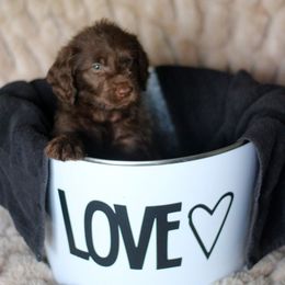 Labradoodle and Labrador Retriever Puppies from Moore than Dogs