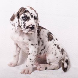 Great Dane Puppies from Vanmar Great Danes of Colorado