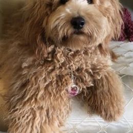 Goldendoodles and Sheepadoodles from Doodles of SW Florida