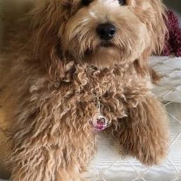 Goldendoodles and Sheepadoodles from Doodles of SW Florida