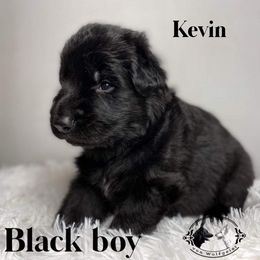 German Shepherd and White Shepherd Puppies from Von Wulfgeist Shepherds