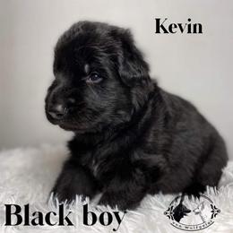 German Shepherd and White Shepherd Puppies from Von Wulfgeist Shepherds