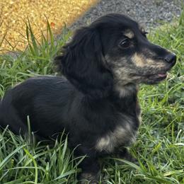 Cloud - Brindle male Dachshund puppy in Fieldbrook, California from Honeydox Miniature Dachshunds