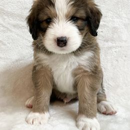 Curry - F1 Small Standard - Sable Bernedoodle puppy in Waco, Texas from Hope Valley Doodles