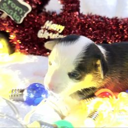 Ghost - Black and white male Chihuahua puppy in Drumright, Oklahoma from Fancy Pants Chihuahua’s