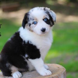 Margarita - Australian Shepherd puppy in Coldwater, Michigan from Northern Star Australian Shepherds