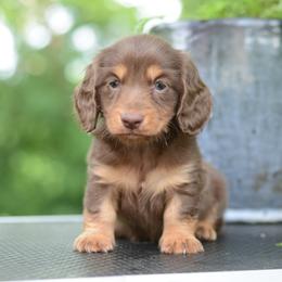 Verita -- AKC Import, CH Sired, Cream Carrier - Chocolate and tan male Dachshund puppy in Neosho, Missouri from A Walk In The Park