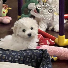 Bichon Frise Puppies from Heavenscent Bichons