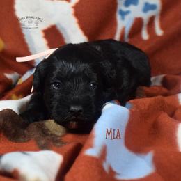 Mia - Black female Schnoodle puppy in Sedalia, Missouri from Farmer Brown's Puppies