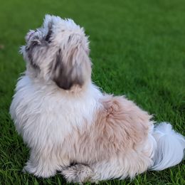 Shih Tzus from Jackie Lange's Shih Tzus