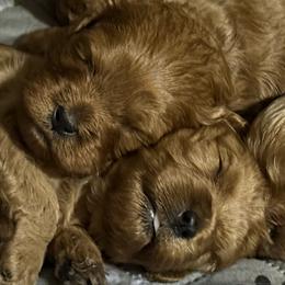 Cavalier King Charles Spaniels and Cavapoos from Good Hope Cavaliers