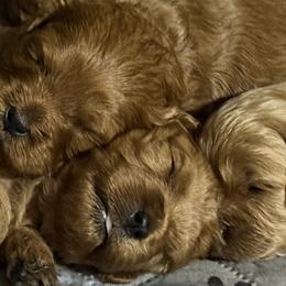 Cavalier King Charles Spaniels and Cavapoos from Good Hope Cavaliers