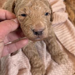 Cockapoo and Goldendoodle Puppies from Jax Doodles