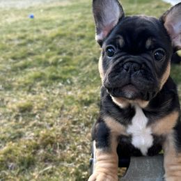 Black and Tan "Big girl" - French Bulldog puppy in Fort Worth, Texas from Frenchies DFW