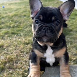 Black and Tan "Big girl" - French Bulldog puppy in Fort Worth, Texas from Frenchies DFW