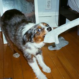 Australian Shepherd, Miniature American Shepherd, and Miniature Australian Shepherd All Grown Up from Spirited Aussies
