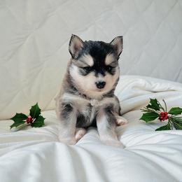Leo Junior - Black and white male Pomsky puppy in Greencastle, Indiana from JDpomskies